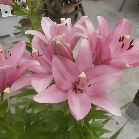 La Colline Des Pins *