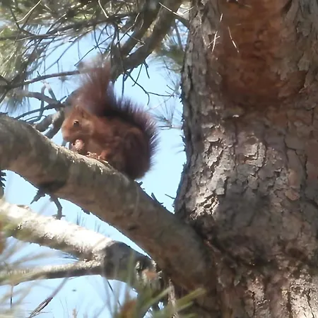 Semesterbostad La Colline Des Pins