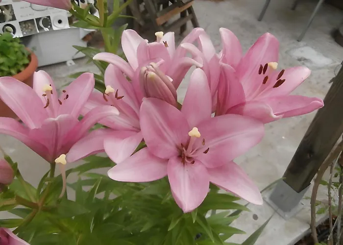 La Colline Des Pins *