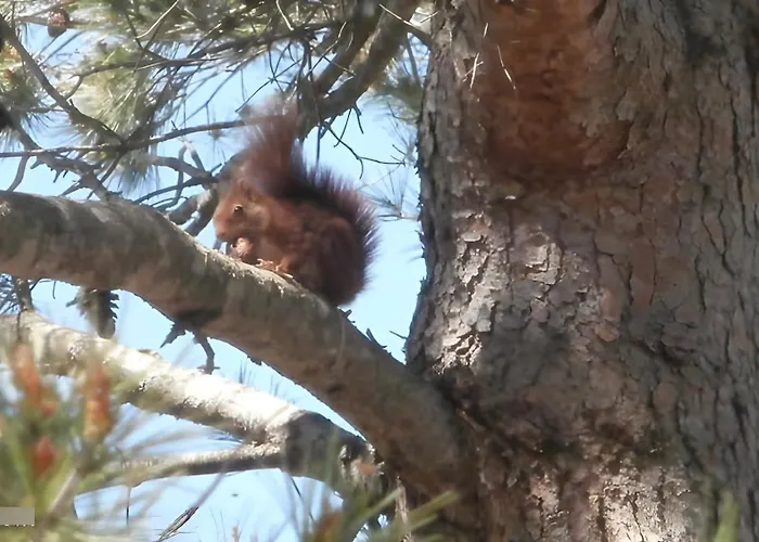 Semesterbostad La Colline Des Pins